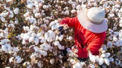 Un agricultor recolectando algodón en Xinjiang.