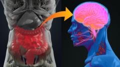 Ilustração mostra conexão entre o intestino e o cérebro