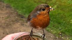 Slow motion footage shows robin flying towards food