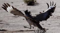 A houbara bustard during a falconry competition in Hameem, west of Abu Dhabi. Dec 2014