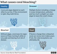 Graphics showing four stages of coral whitening: healthy, stress, whitening and dead