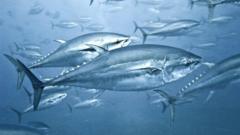Ton balığında cıva: Zehirli madde seviyesinin kontrollere rağmen hala yüksek olduğu tespit edildi