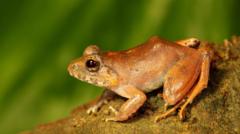 The ‘upside-down’ sex life of a rare Indian frog revealed