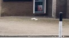Rare white squirrel spotted on the street