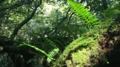 Plan to restore west Wales’ Celtic rainforests