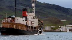 Iceland grants whale hunting permit despite animal welfare concerns