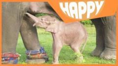 A baby white elephant and the Happy News logo