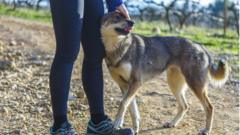 В список попали волко-собачьи гибриды (на фото) и волкособы