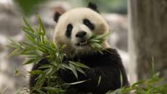 DC zoo to receive two new giant pandas from China