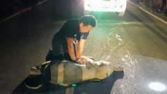 A rescue worker performs CPR on a baby elephant after a motorcycle crash in Chanthaburi province