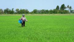 泰国素攀府农民文猜在稻田里施肥