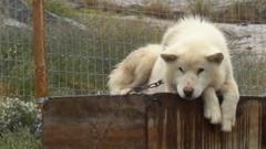 A sled dog lying on its kennel and looking sad in Greenland