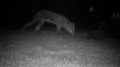 Chester Zoo/Nottingham Trent University A fox watching an elephant on a grass lawn in a garden at night. The animals are facing each other at a short distance.