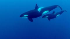 Balinalarda menopozun ömrü uzattığı tespit edildi
