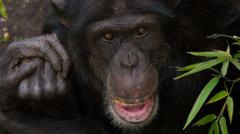 Edinburgh Zoo chimpanzee dies after troop fight
