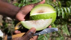 Di Jamaika, buah sukun jadi makanan serba guna yang tahan cuaca ekstrem