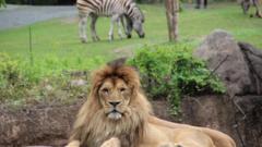 lion with zebra in the background