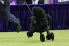 Miniature poodle Sage wins Westminster dog show