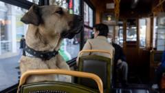 Boji the street dog sits on a seat inside a tram in Istanbul