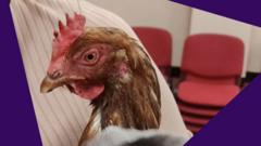 Chickens, lost rings and other strange polling day stories
