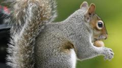 Anglesey killer red squirrel virus 'highly infectious' - BBC News