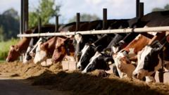 Cuán seguro es consumir leche de vaca y qué se sabe sobre la presencia de gripe aviar en el ganado en EE.UU.