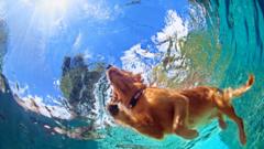 Действительно ли большинство млекопитающих могут инстинктивно держаться на плаву и плавать по-собачьи?