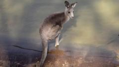 Убегая от хищников, кенгуру могут спасаться в воде