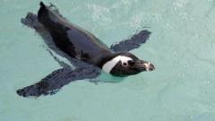 An African penguin swimming.