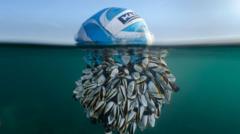 Mitad balón de fútbol, mitad percebes: la impresionante foto que se llevó el premio del British Wildlife Photography Awards