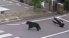 A black bear is seen running on a road, with a man dressed in black visible on the ground behind him.