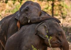 Sri Lanka : Qu'est-ce qui tue tant d'éléphants emblématiques du pays ?