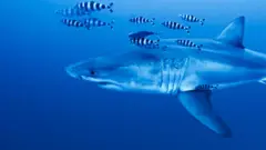 Great white shark swimming in the ocean followed by black and white fish