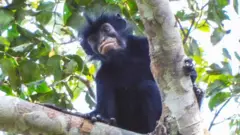 The image shows a newly discovered species of monkey looking down towards the camera from the branch of a leafy tree, in the forests of the Democratic Republic of Congo. The monkey has black fur and a black face with particularly striking pinkish-orange lips.