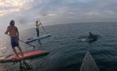 Watch: Poole paddleboarders' 'jackpot' encounter with dolphins