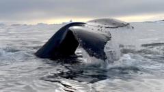 Watch: BBC climate journalists follow whales in Antarctica