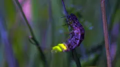 A glow worm attached to a shard of grass. Its tail is illuminated bright green/yellow