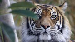 File image of a Sumatran tiger