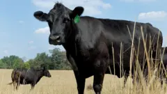 Cattle standing in a dried out field in Texas