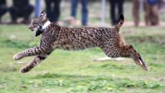 The return of the lynx - BBC News