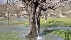 Cada año, en el pueblo montenegrino de Dinosa, se puede ver agua brotando del tronco de una morera.