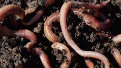 Earthworms in soil