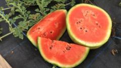 Watermelon cut in half and quarters
