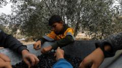 A Palestinian man and his children sort freshly picked olives on a farm during a ceasefire in Khan Younis in the southern Gaza Strip on 28 November 2023