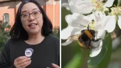The BBC's Lana Lam in a split screen with a bee.