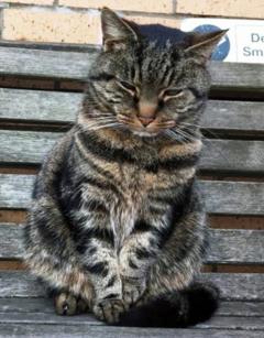 Pet Cat Missing For 11 Years Reunited With Owners - BBC News