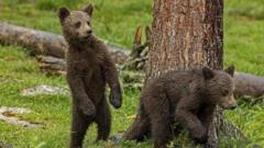 brown-bears.