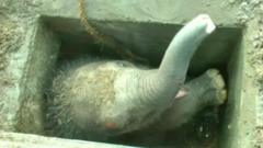 Elephant stuck in drain