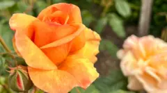 A large yellow rose.
