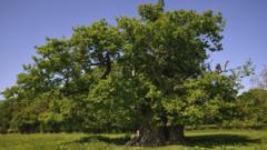 The Escley Oak, Herefordshire